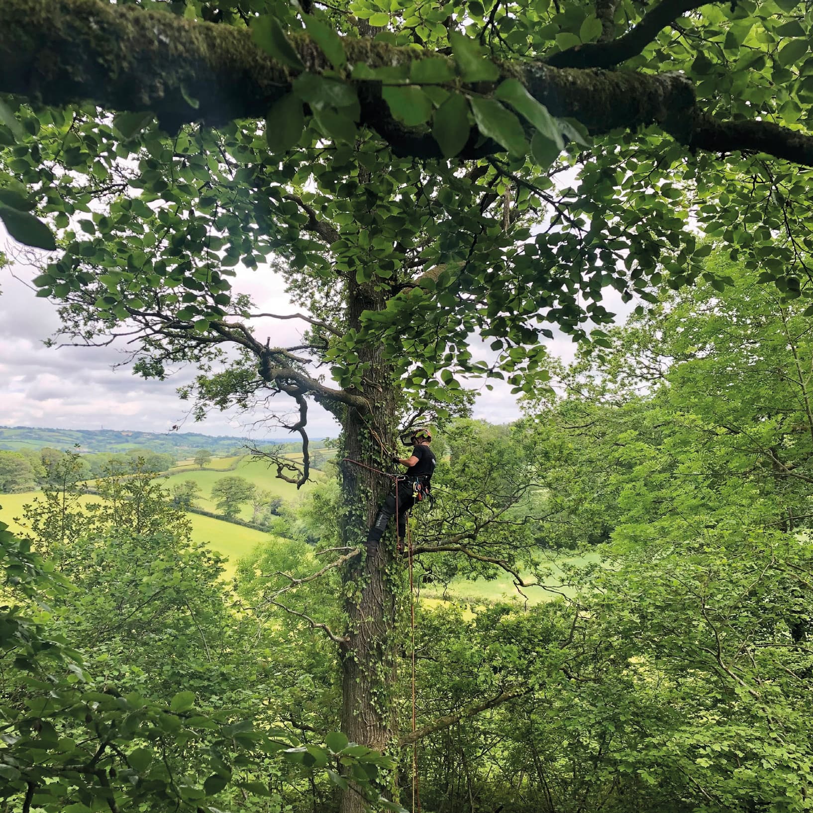 Young person climbing a tree