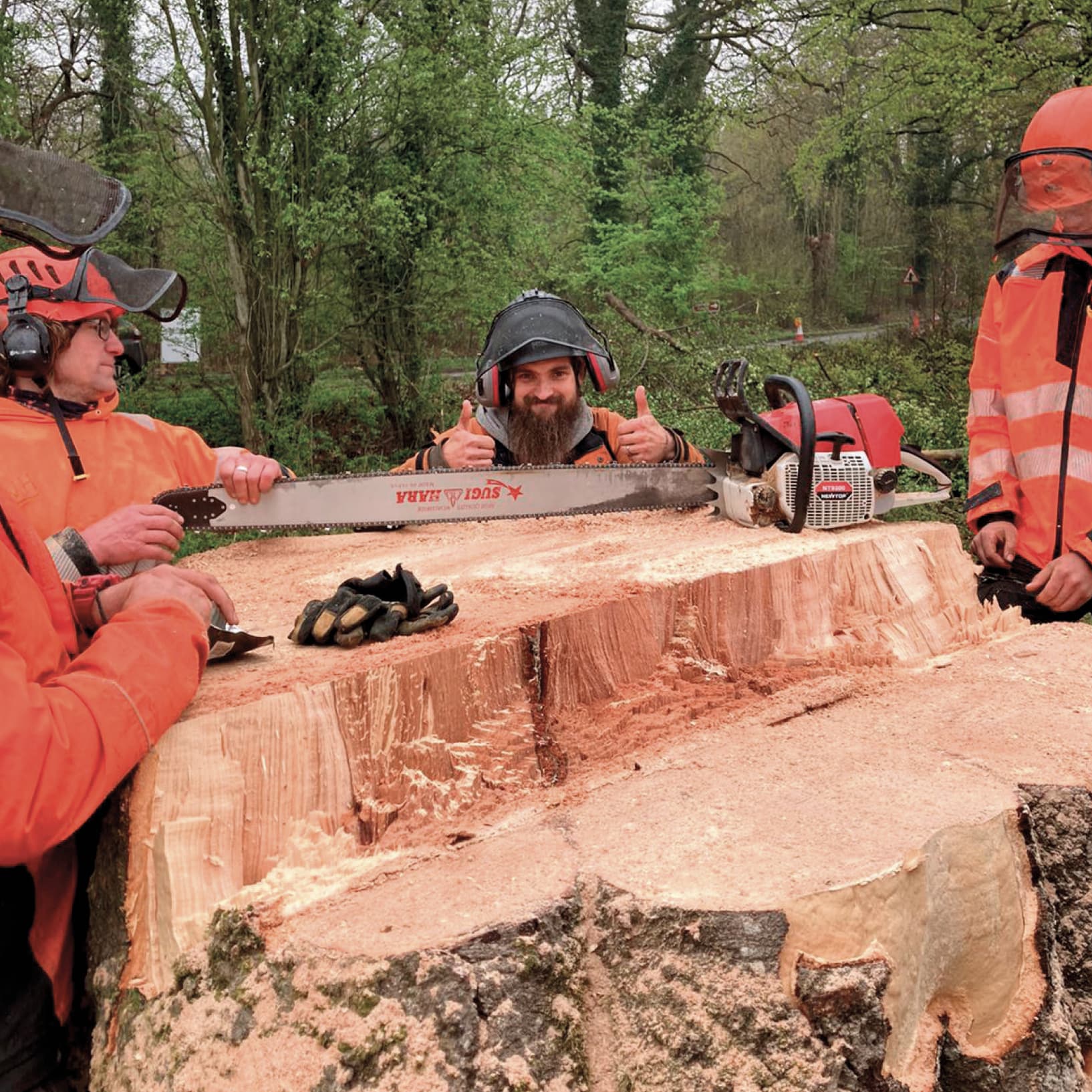 Arborists felling a tree