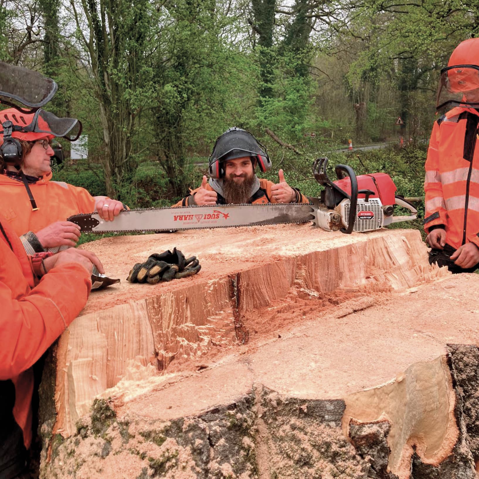 Arborists felling a tree