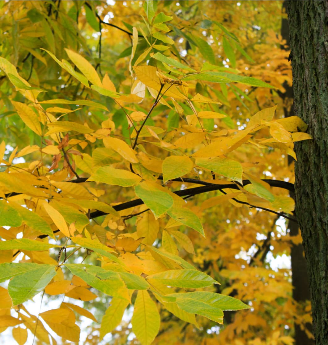 Autumn colouring of large-leaved hickory (Carya tomentosa).