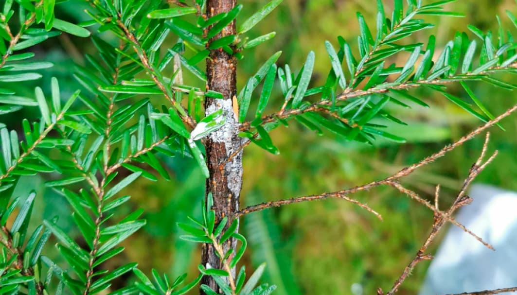 Image of resinous cankers on a tree branch