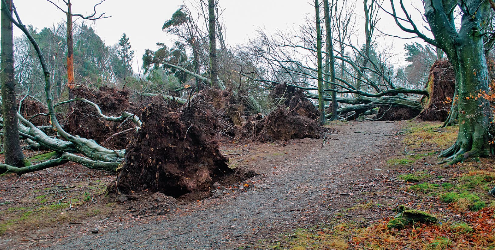 Mature beech trees at Ellon © Struan Dalgleish