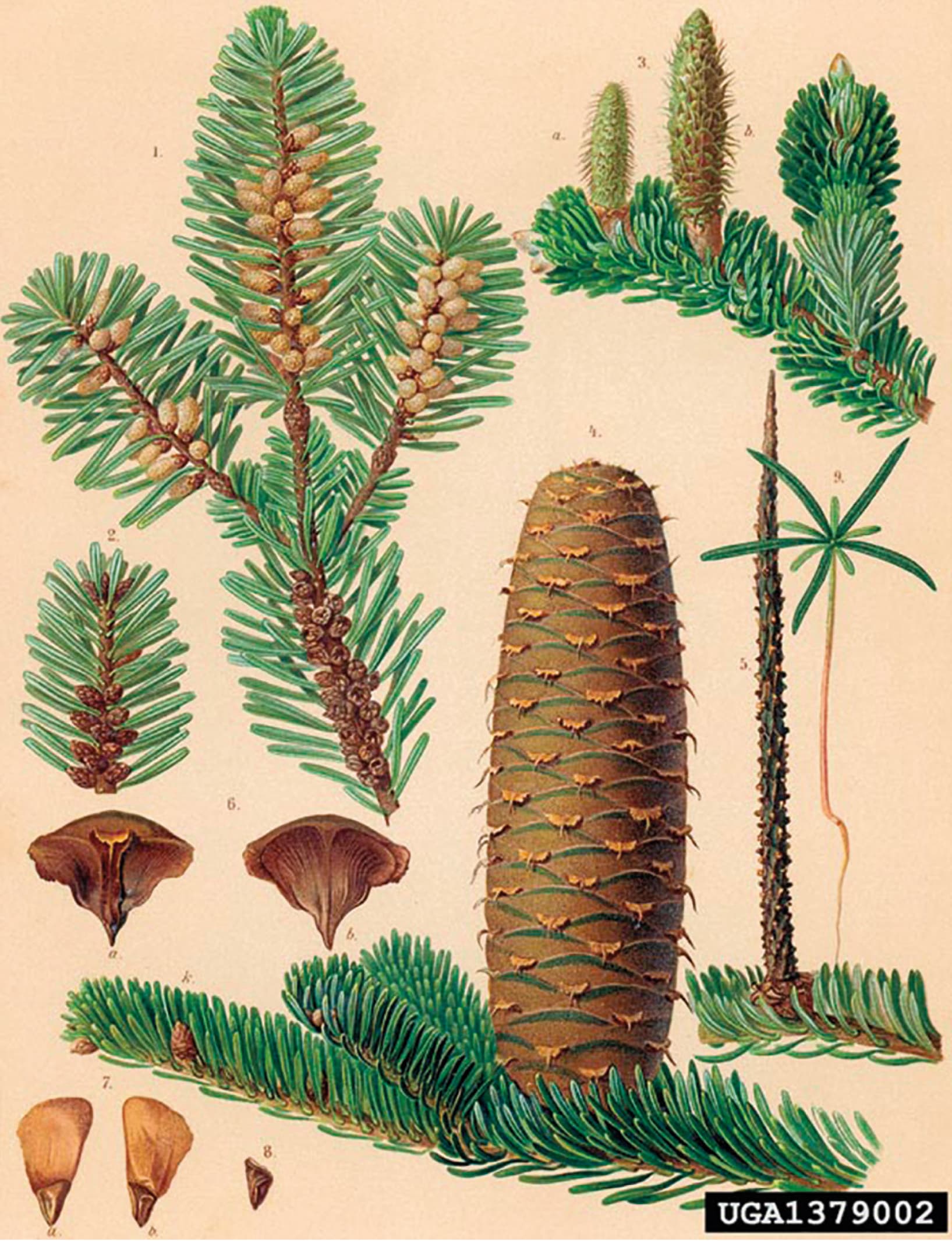 Common identification features of Abies. (Source: Zelimir Borzan, University of Zagreb, Bugwood.org)