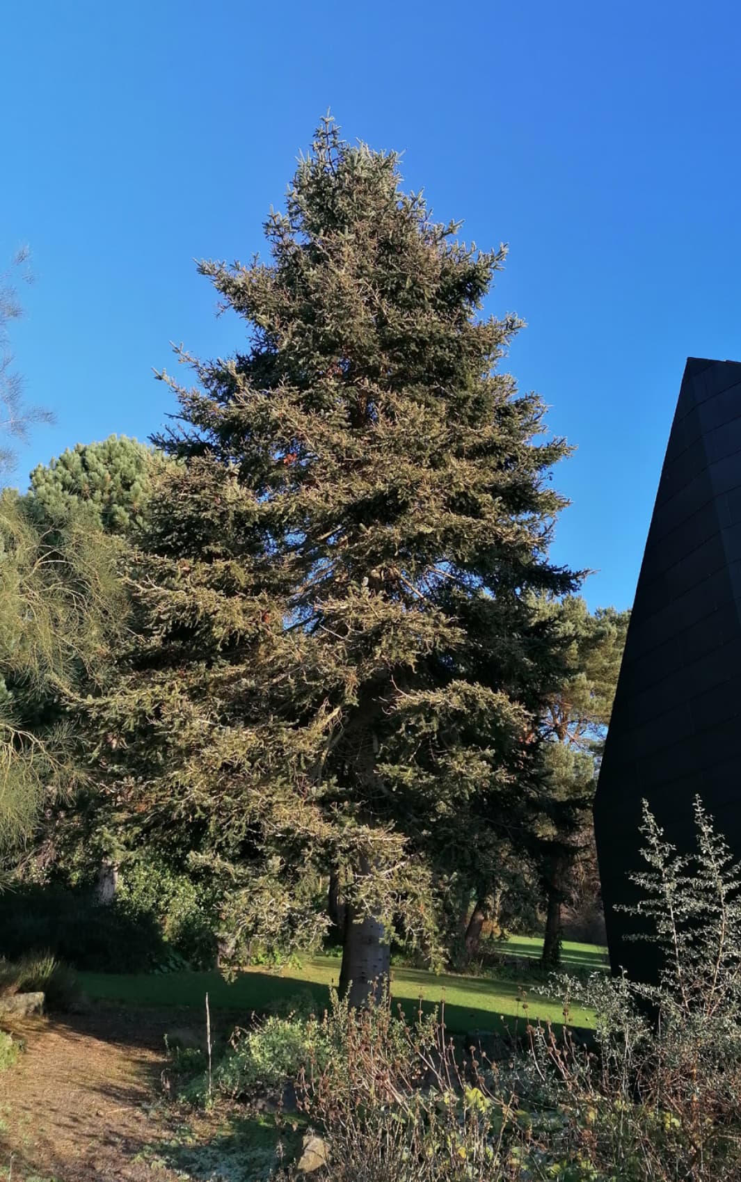 Abies cilicica, also known as Cilician fir or Taurus fir. This is a Mediterranean species with glaucous (blue) foliage, found growing in Lebanon, Syria and Turkey today. This one can be found in Dundee’s Botanic Garden. (Kevin Frediani)