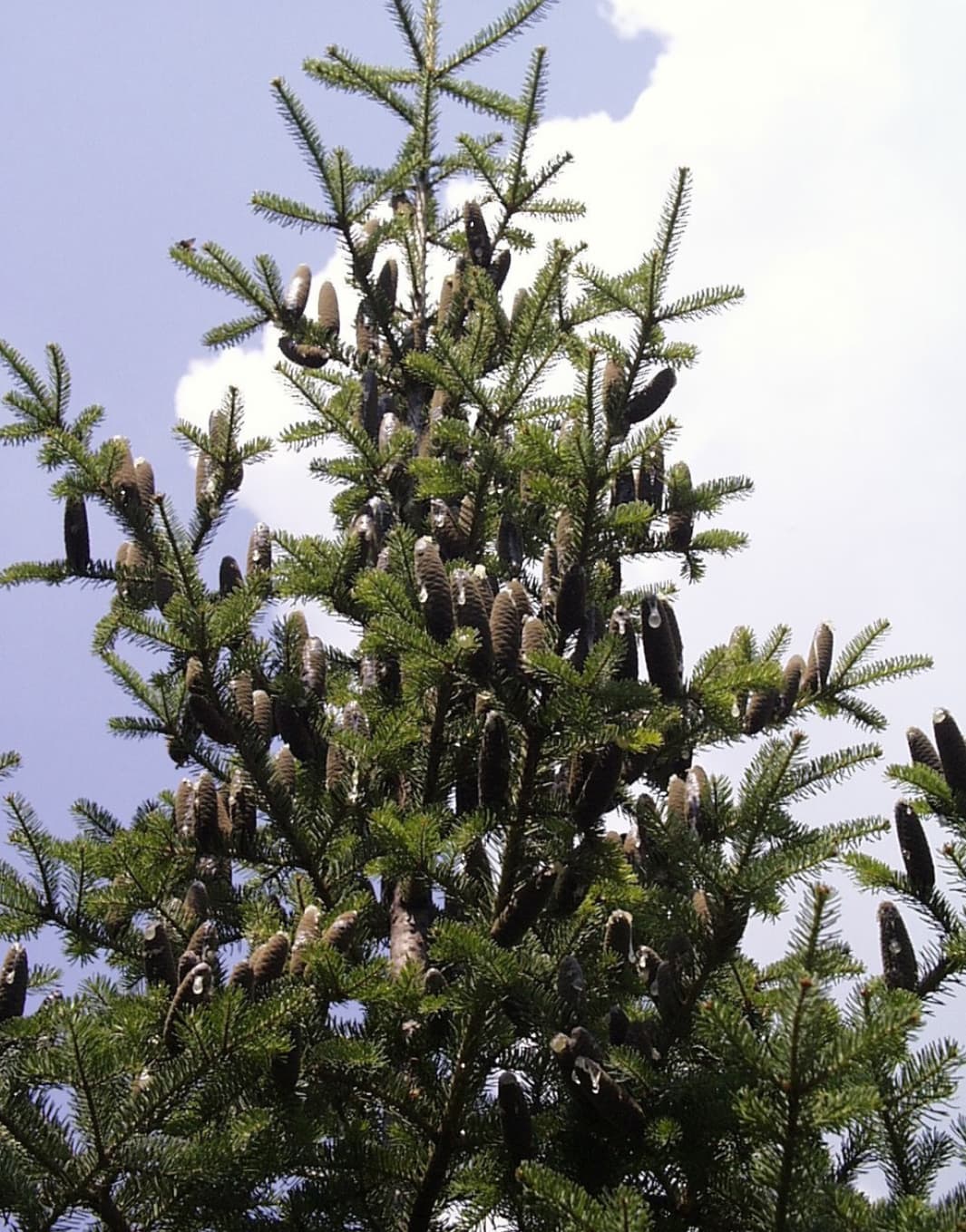 Abies balsamea. (U.S. Fish and Wildlife Service, Public domain, via Wikimedia Commons)