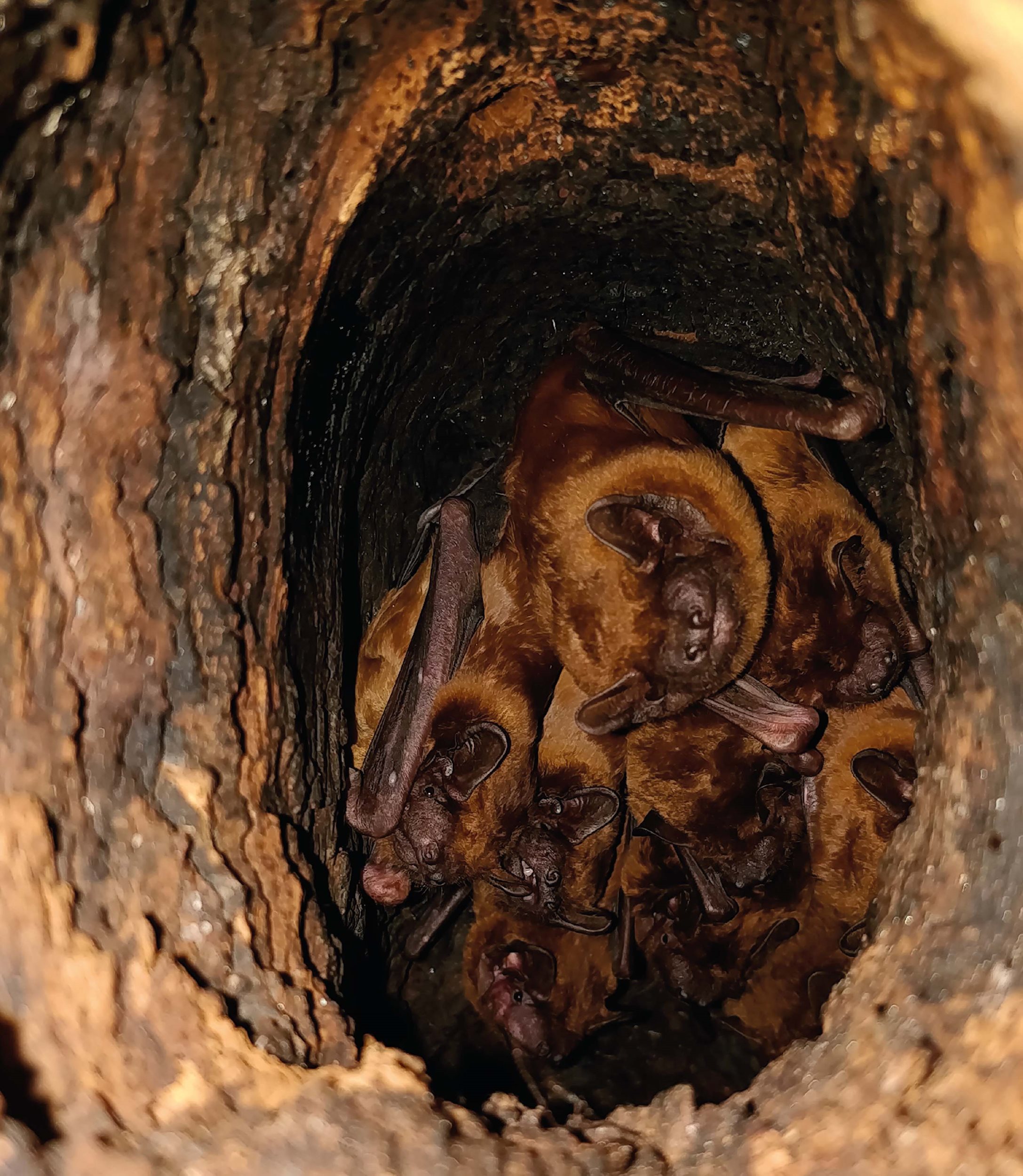 Noctule roost