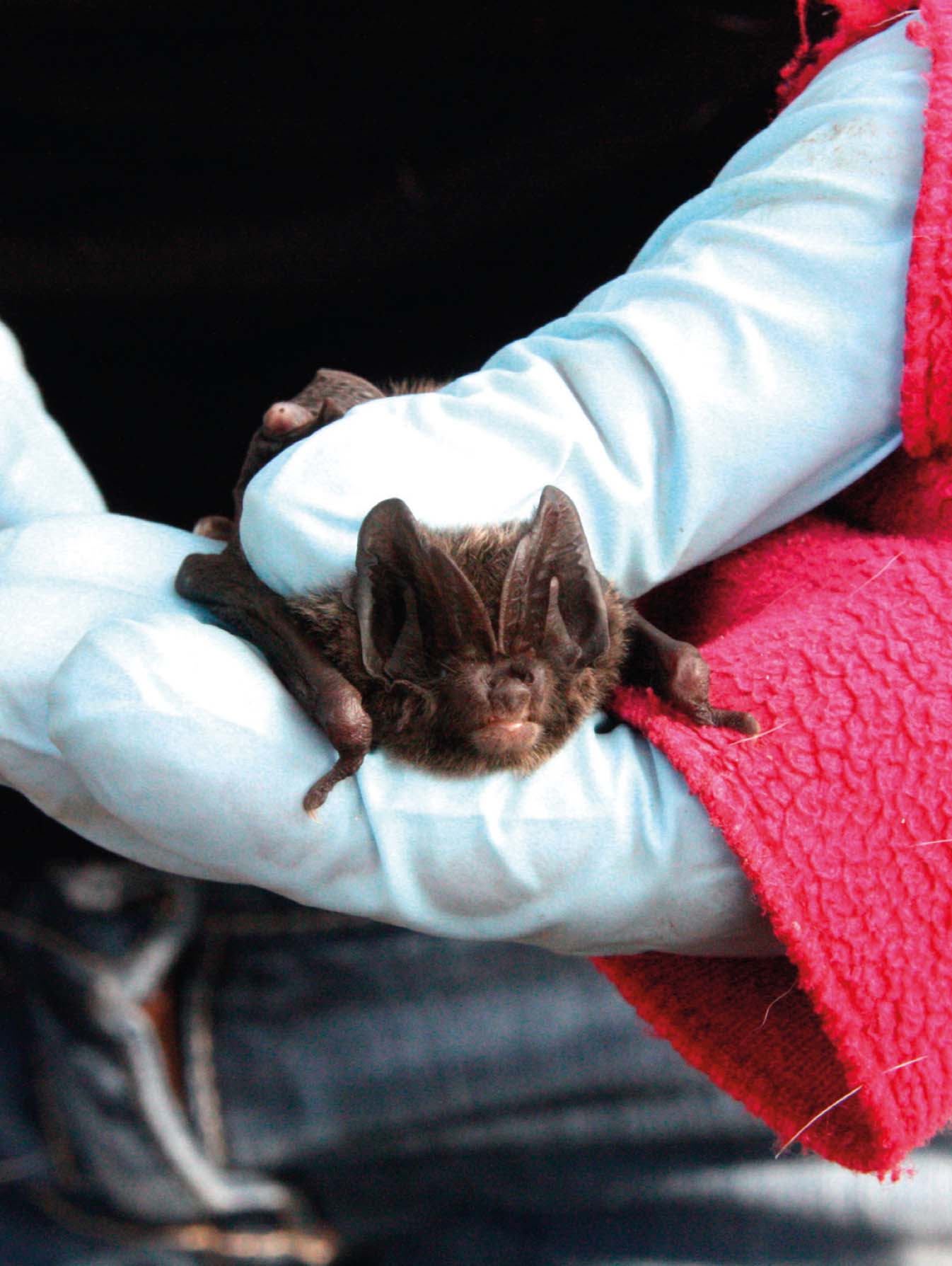 Barbastelle bat