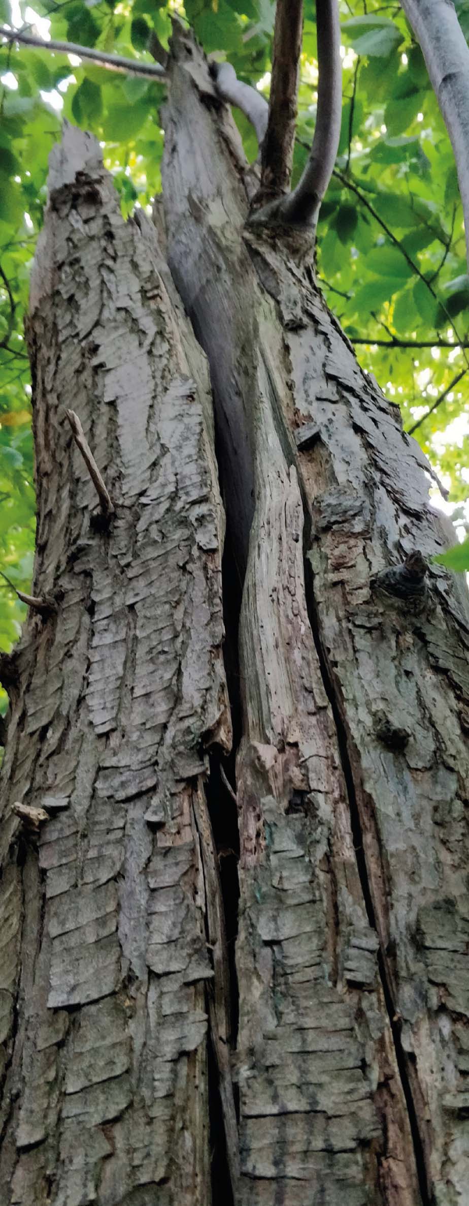 Barbastelle roost shared with Brandt’s bats.