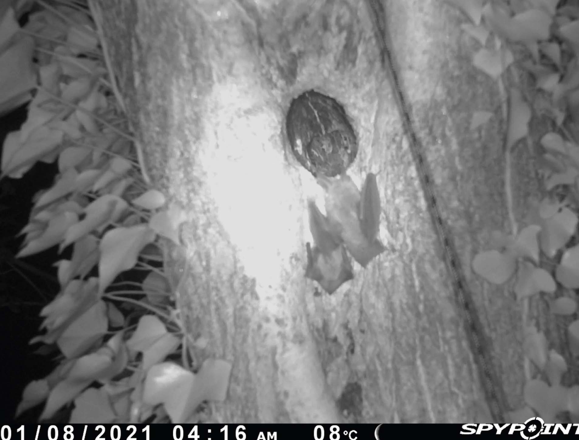 Bechstein’s mother with a juvenile under her wing captured by one of the cameras