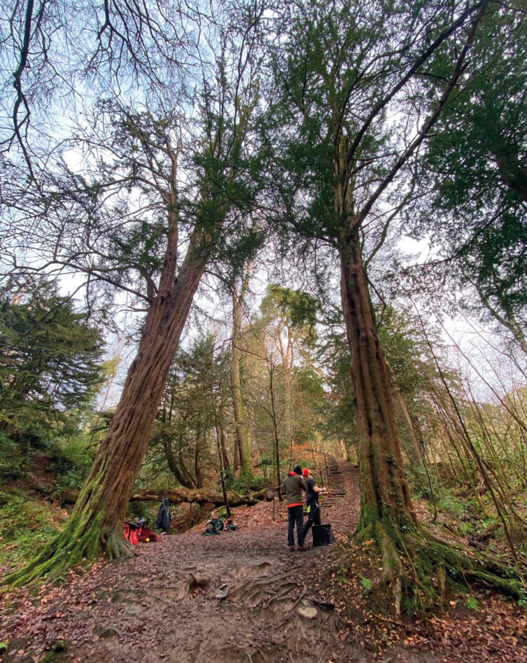 Preparing to climb the yews Jacob and Esau.