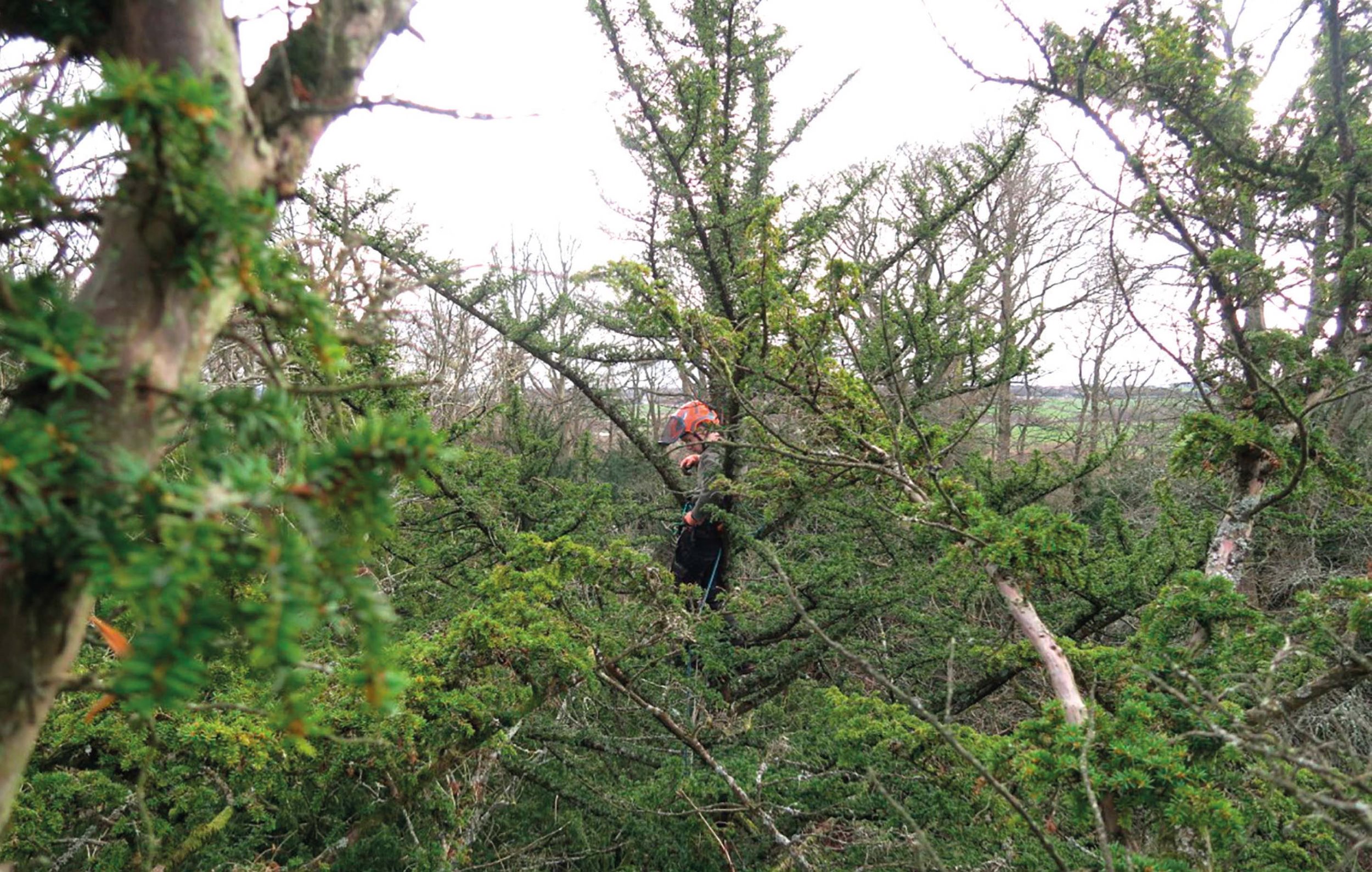 The apprentice Douglas Crawford arrives at the top of Jacob.