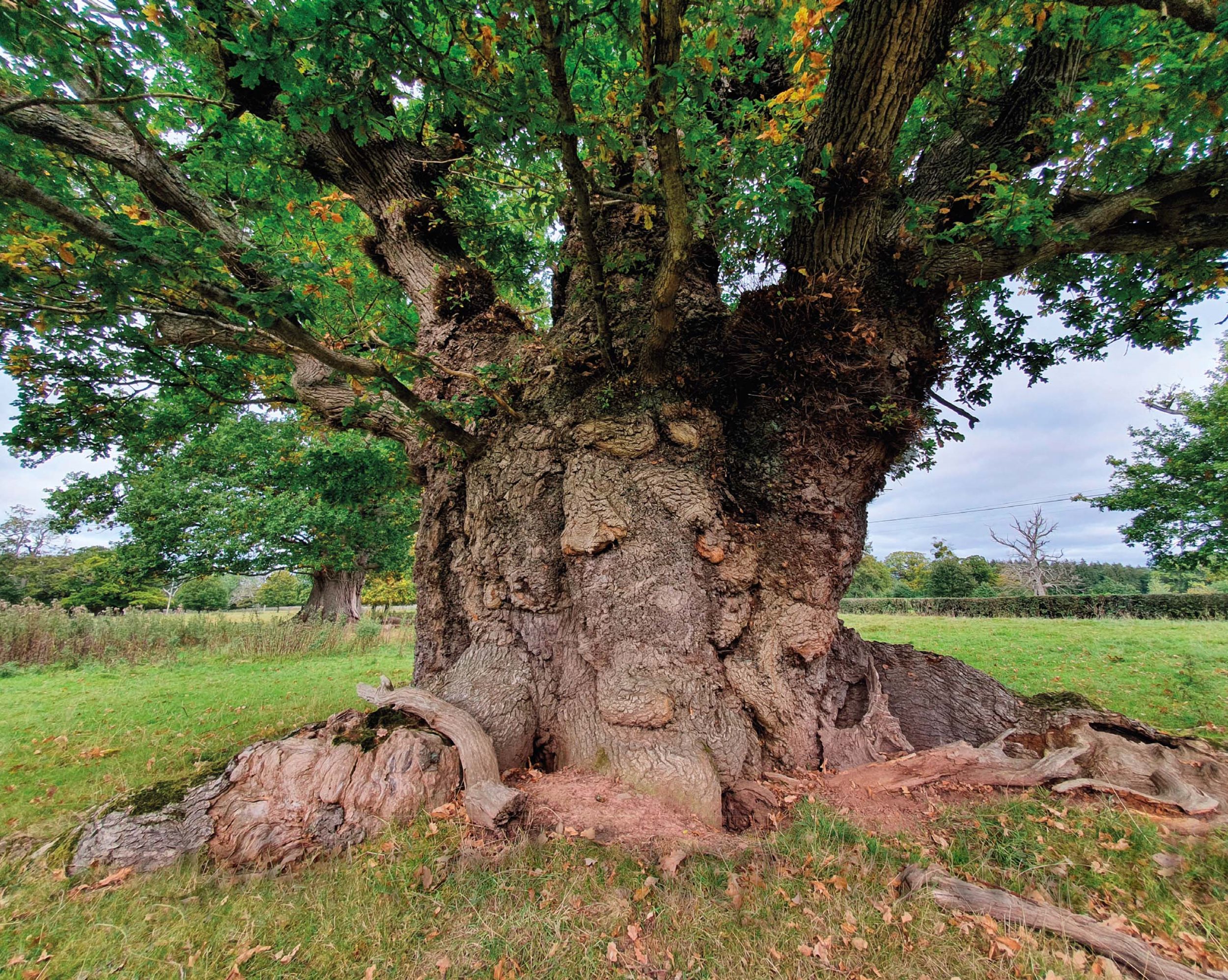 Figure 1: Ancient Q. petraea at Moccas Park. (© Rich Wright)