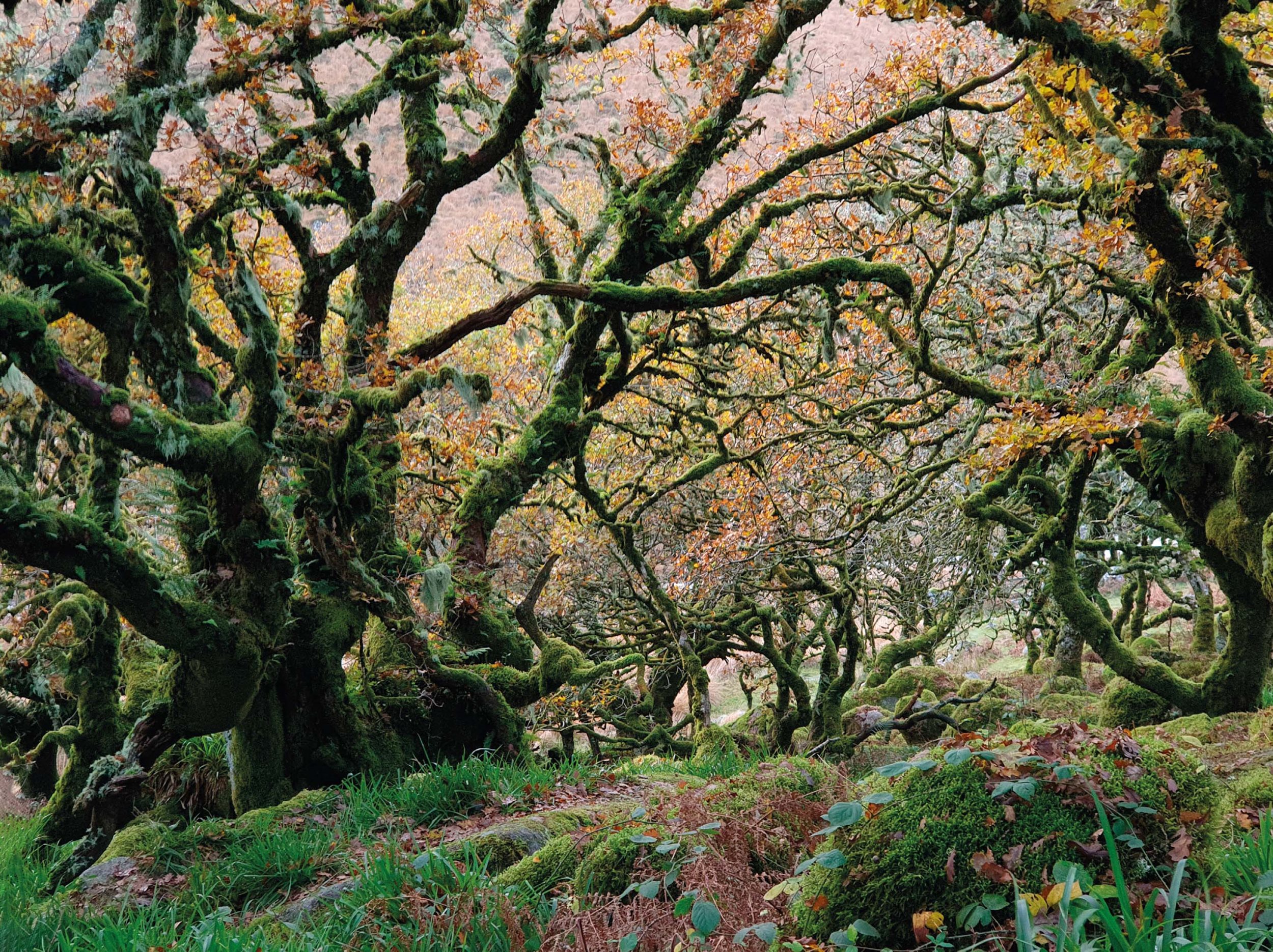 Figure 2: Atlantic oak woodland at Wistman’s Wood, Devon. (© Rich Wright)