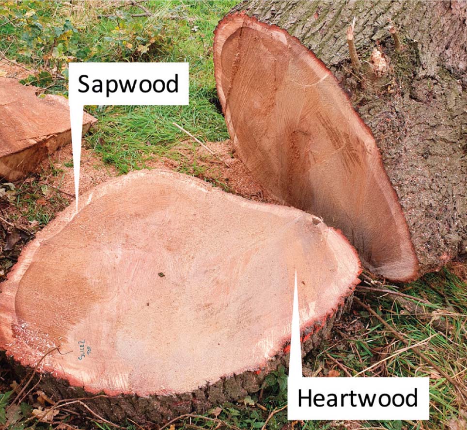 Figure 3: A cut section through the trunk of Q. robur, showing the visually lighter and distinctive sapwood bordering the darker brown heartwood. (© Rich Wright)