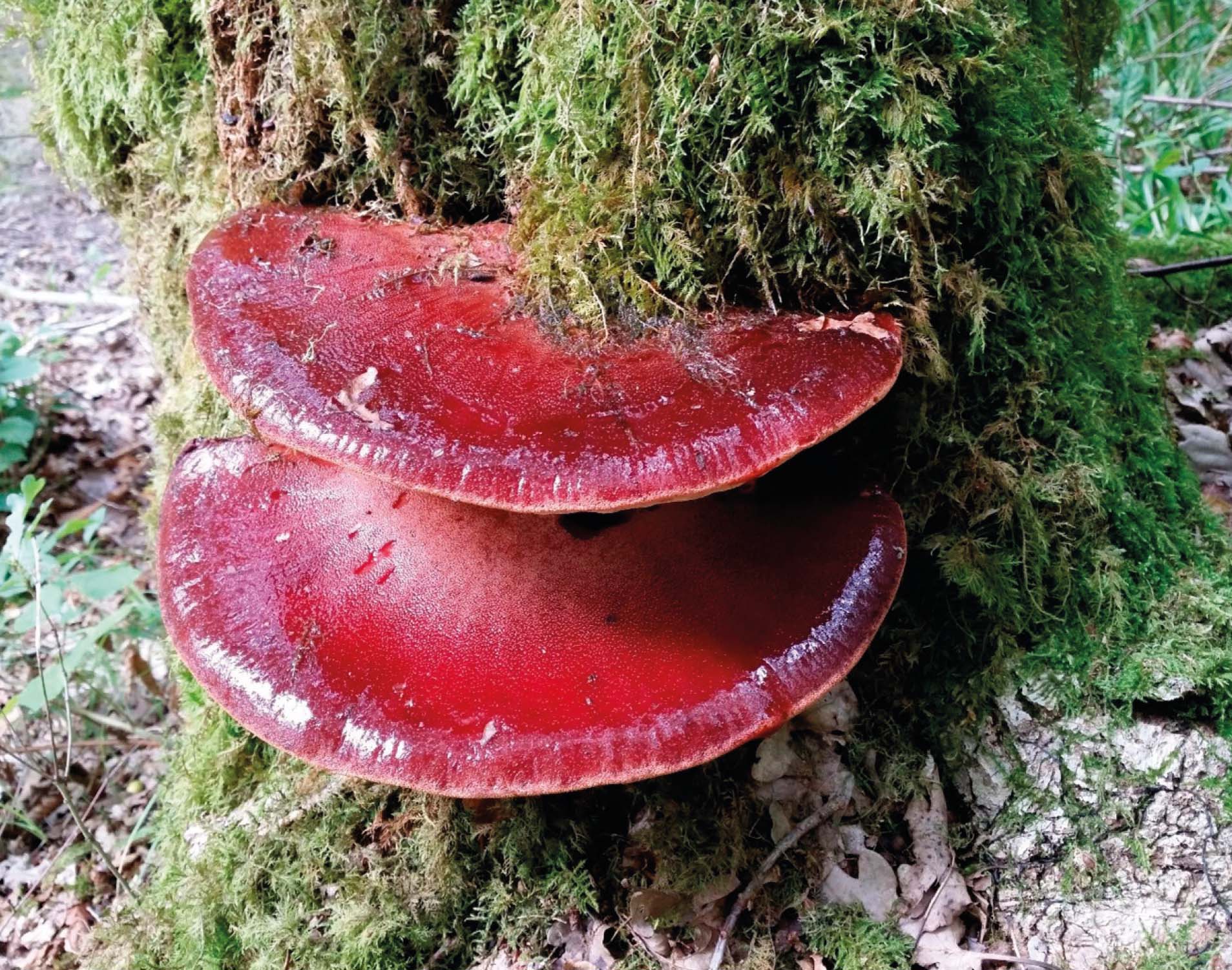 Figure 4: Fistulina hepatica, showing its typical ‘liver’-like rich red and glossy appearance which it acquires at the peak of the spore-producing body’s life. (Photo by: Kean10, CC BY-SA 4.0)