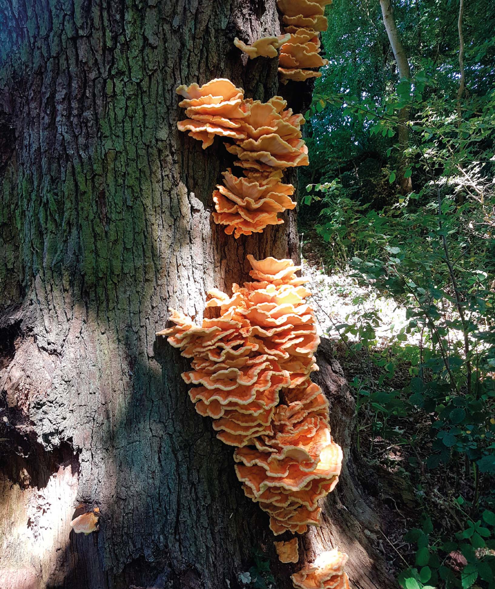 Figure 5: Dense clusters of Laetiporus sulphureus brackets extending over 2.5m in height on a veteran oak. (© Rich Wright)