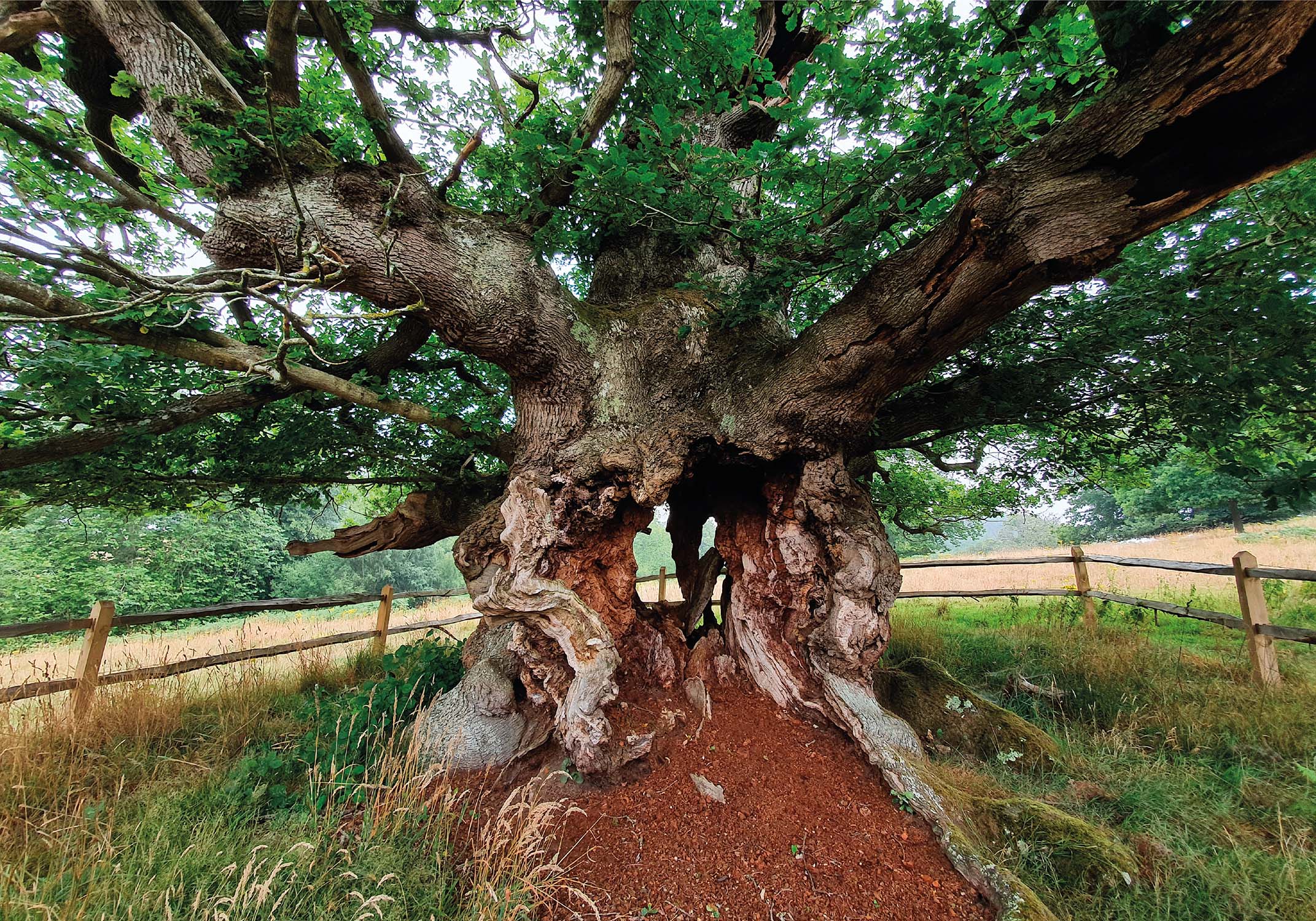 Figure 6: The Lady in Waiting Oak on the Cowdray Estate, Midhurst, West Sussex. The heartwood of this tree has rotted away to leave four pillars of cambium supporting the crown and a deep pile of woody mulch. (© Rich Wright)