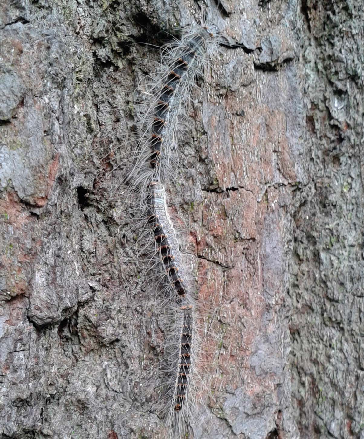 OPM. Late instar caterpillars moving in procession 