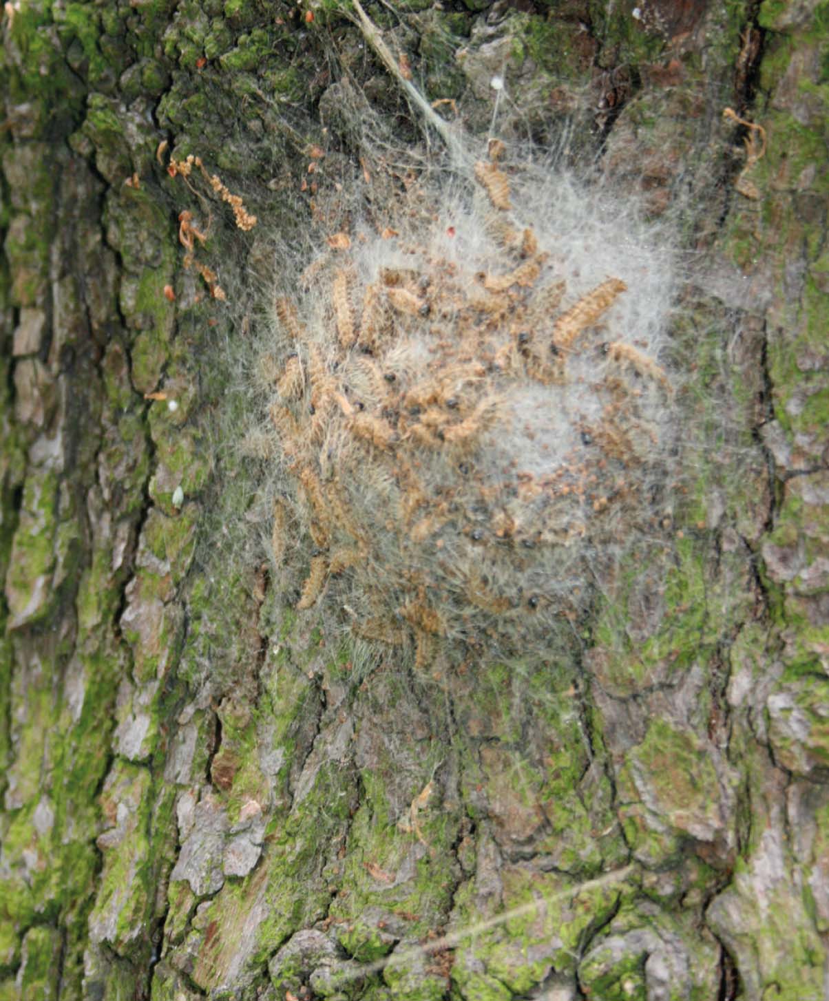 OPM. Late instar caterpillars moving in a nest