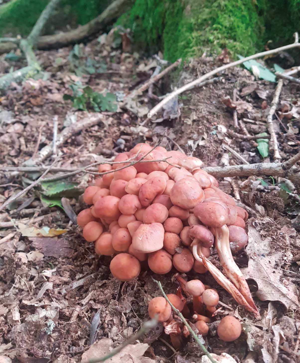 Figure 8: Fruiting bodies of Gymnopus fusipes are often found in clusters close to the root buttresses. Here the ‘spindle shanks’ that give rise to its common name are clearly displayed. These twisted stipes taper toward the base. (© Nathan Brown)