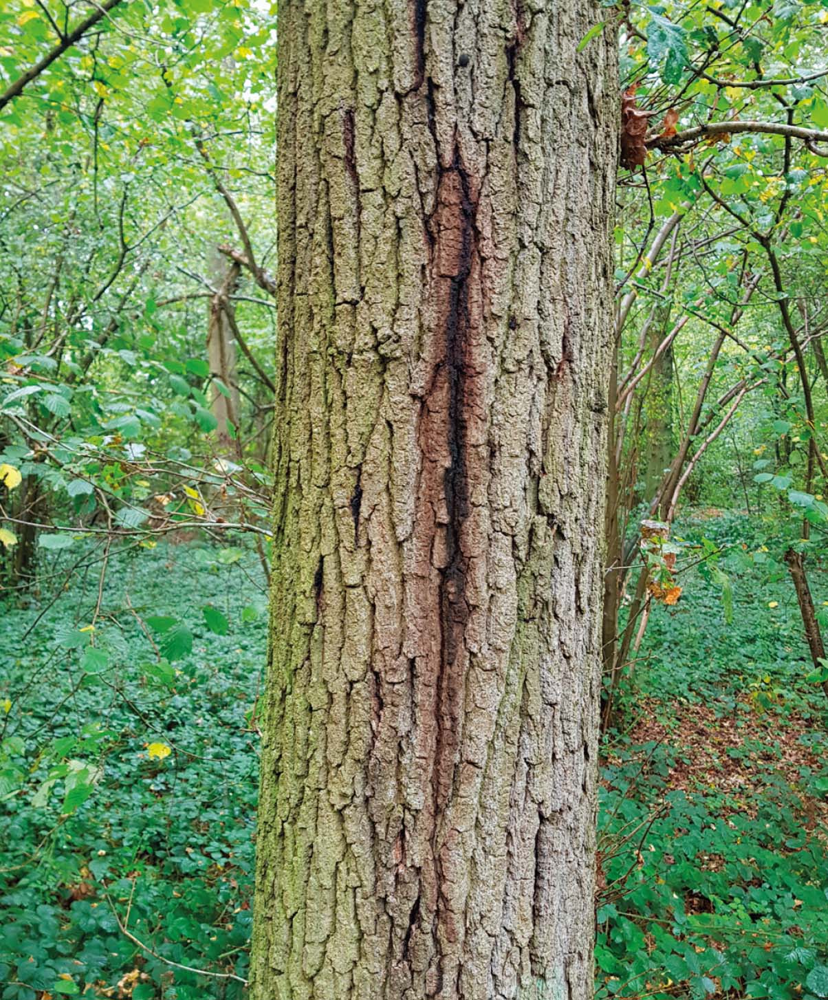 Figure 9: An AOD-affected oak. Black liquid runs out from between the bark plates at multiple locations on the stem. (© Nathan Brown)