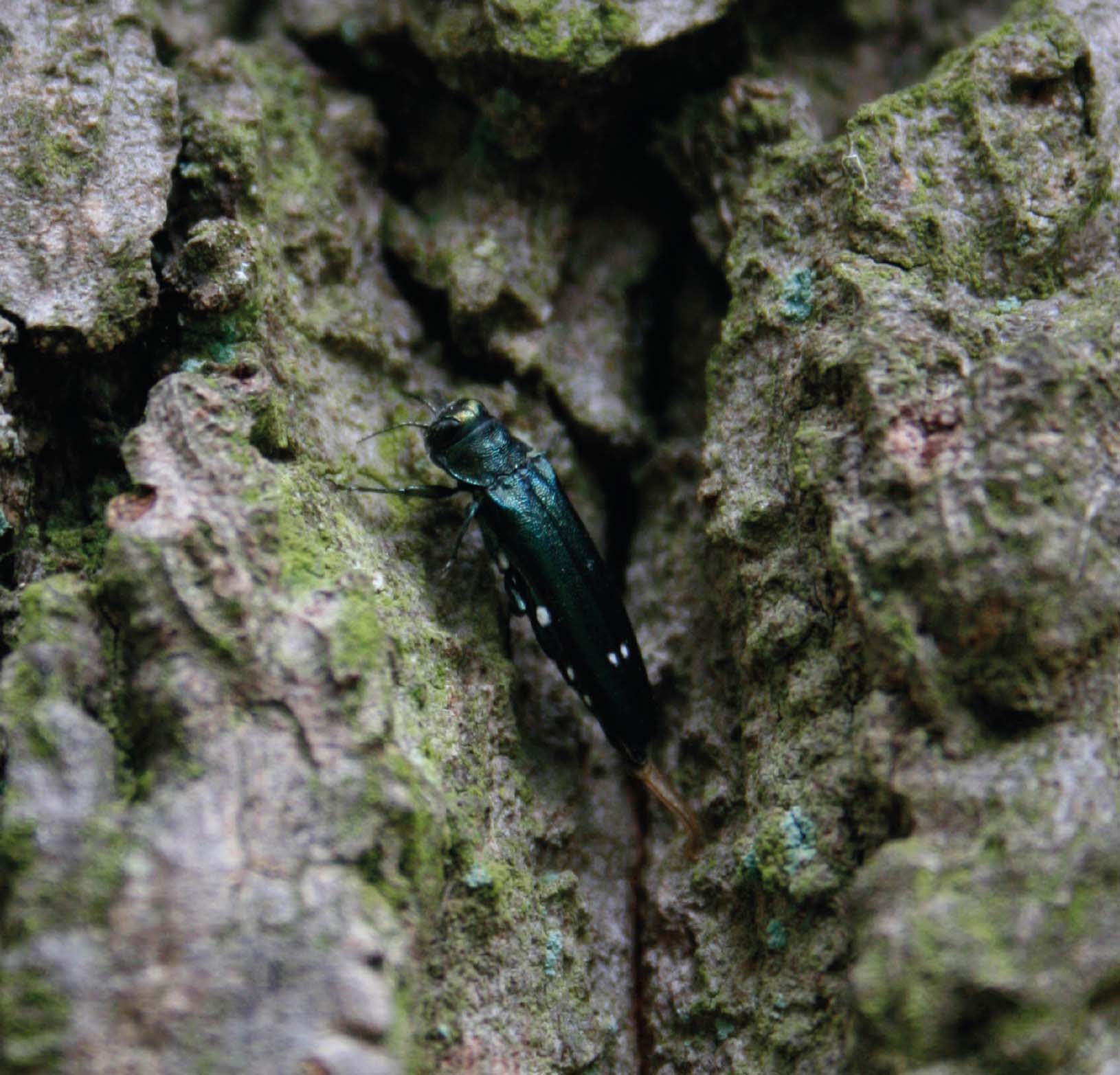 Figure 10: A female Agrilus biguttatus beetle searches for a place to lay her eggs. These shiny green jewel beetles are easily distinguished thanks to their tapered shape, large eyes and two white spots (one on each wing case). (© Nathan Brown)