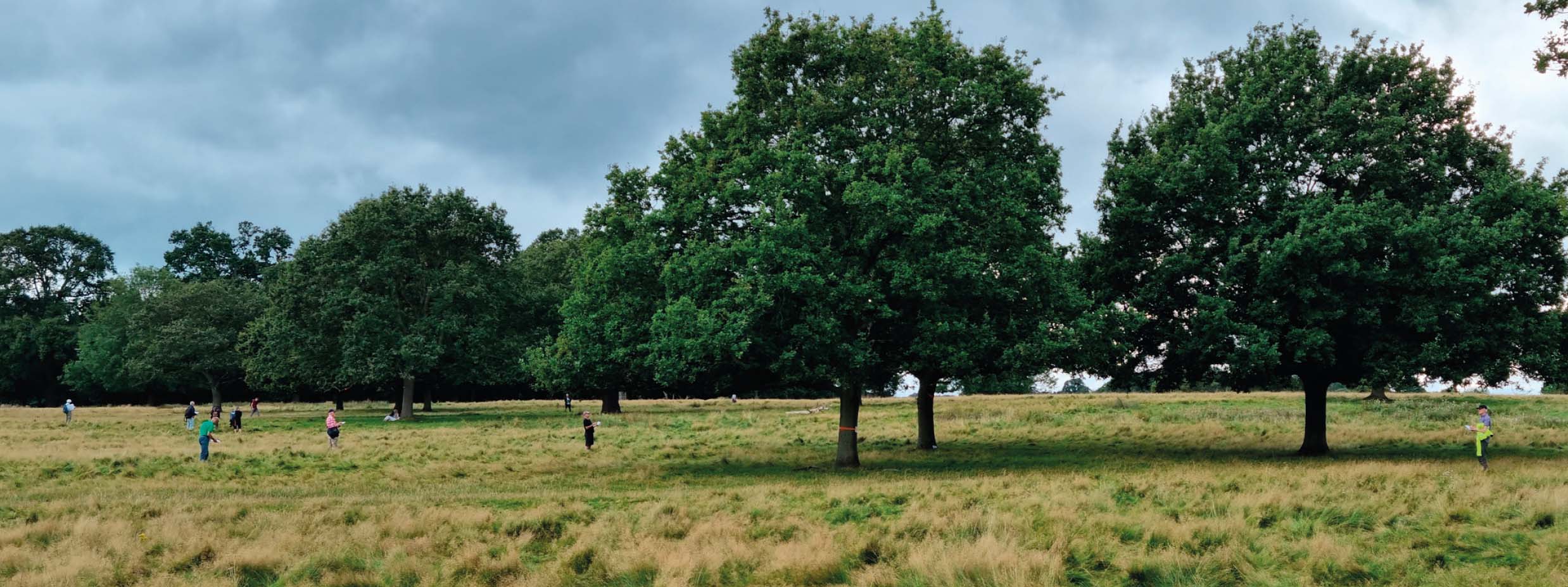 Figure 12: Training volunteers to assess crown condition in Richmond Park. (© Nathan Brown)