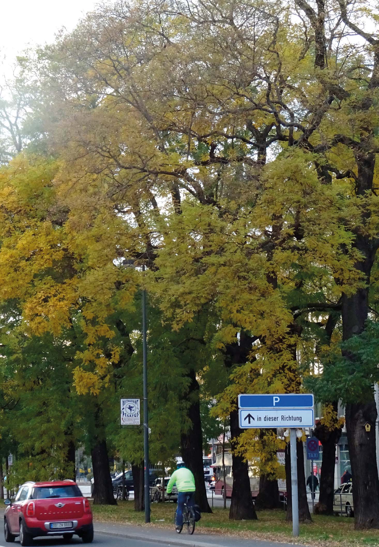 Mature Styphnolobium japonicum showing autumn colour in Dresden, Germany.