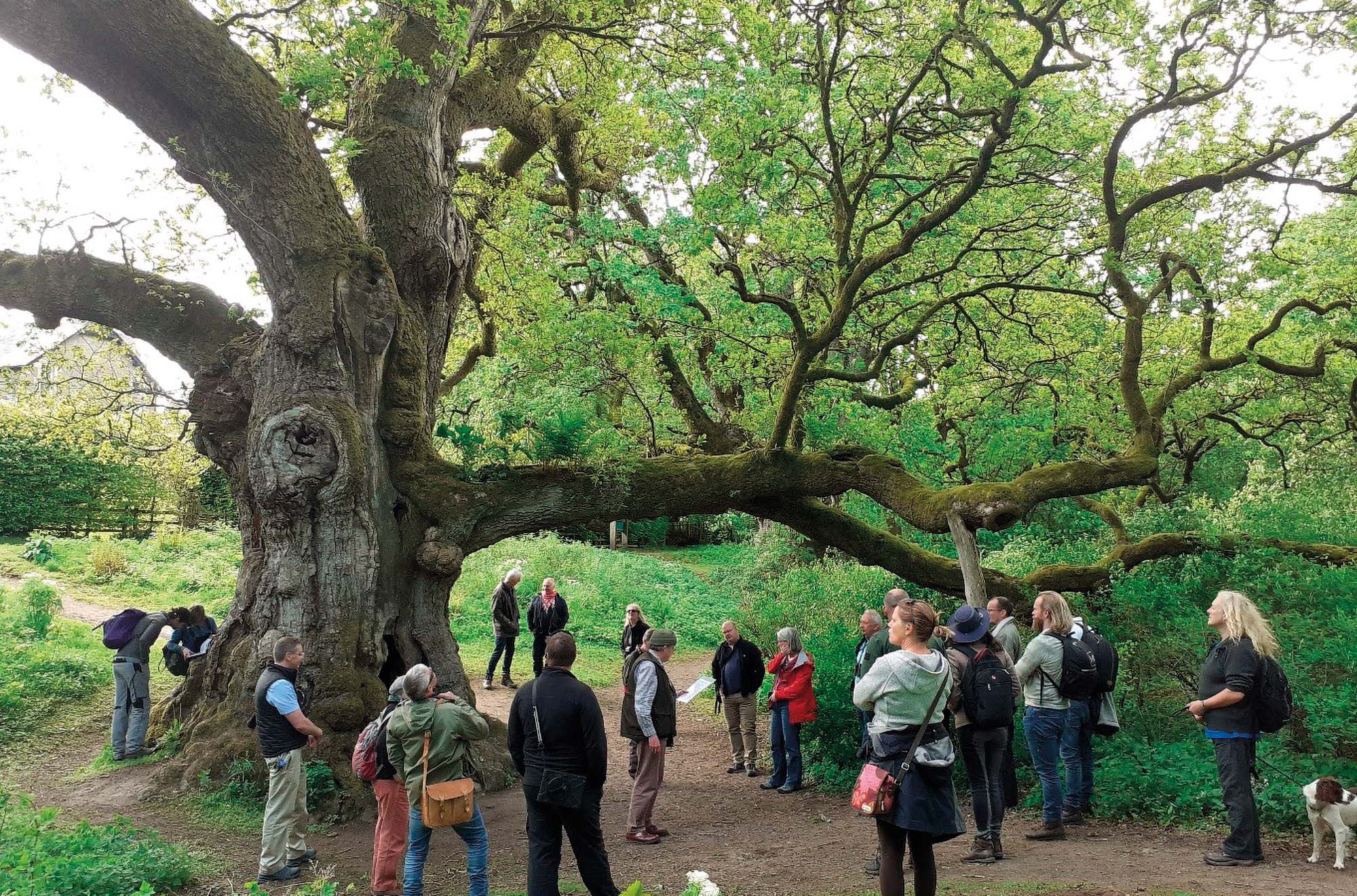 Gathered beneath the Birman Oak.