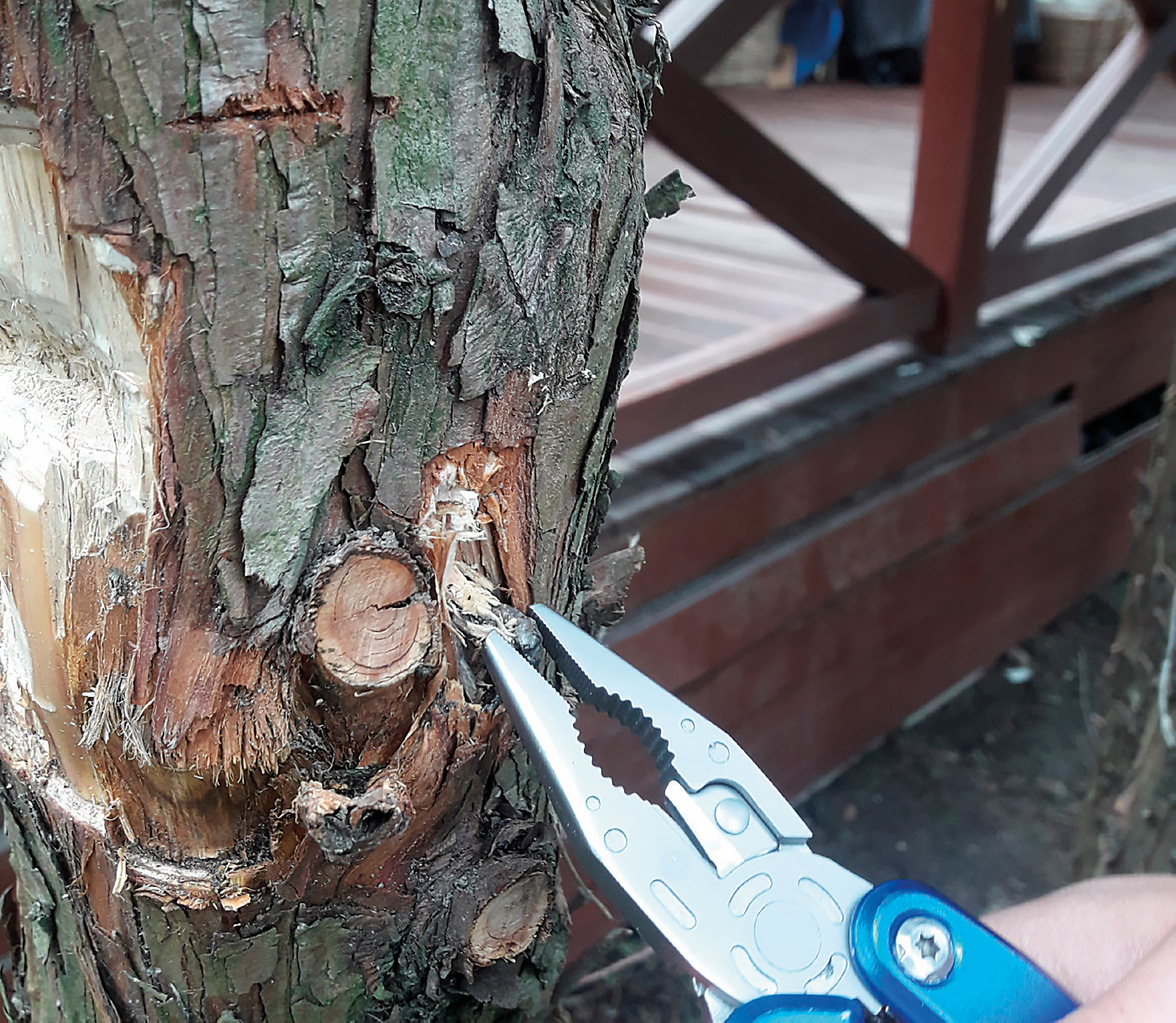 Figure 5: Extracting a bullet from the stem of a damaged conifer.