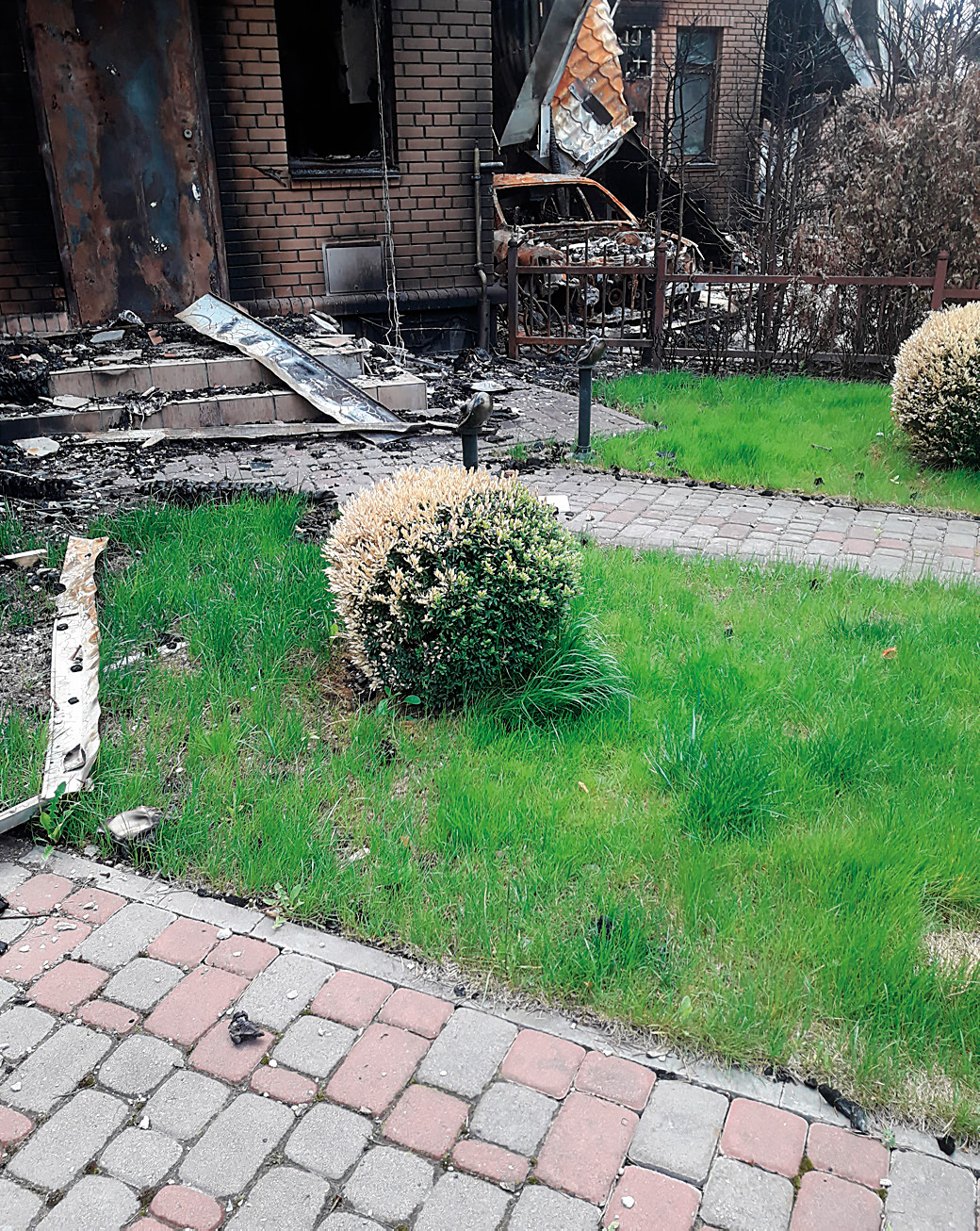 Figure 7: Indirect fire damage to box plants (Buxus sempervirens) because of their proximity to an intense building fire.