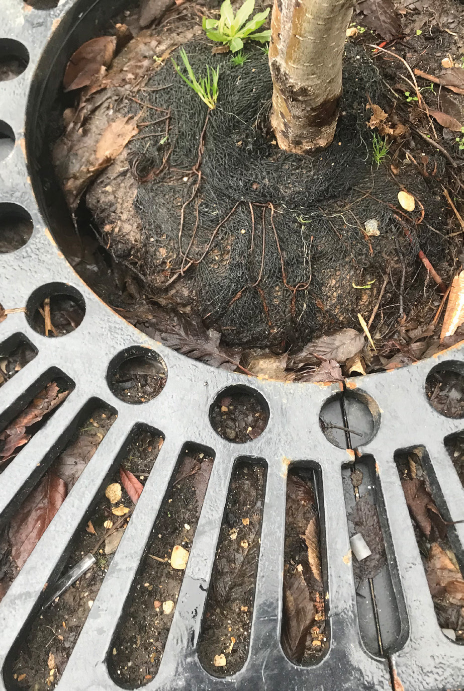 Exposed made-up root ball and poor graft union.