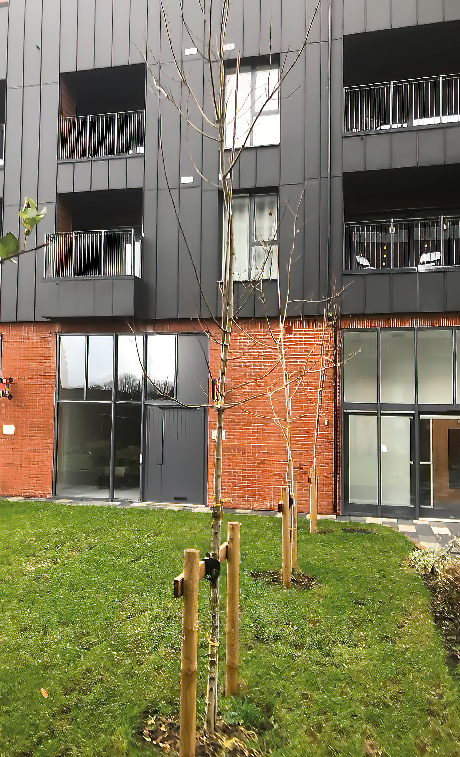 Lack of mulch, grass competition, poor head pruning.