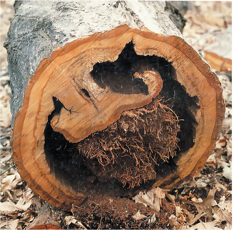 An old specimen of Quercus rubra at the Arnold Arboretum producing endocormic roots from woundwood. (Photo: Peter Del Tredici)