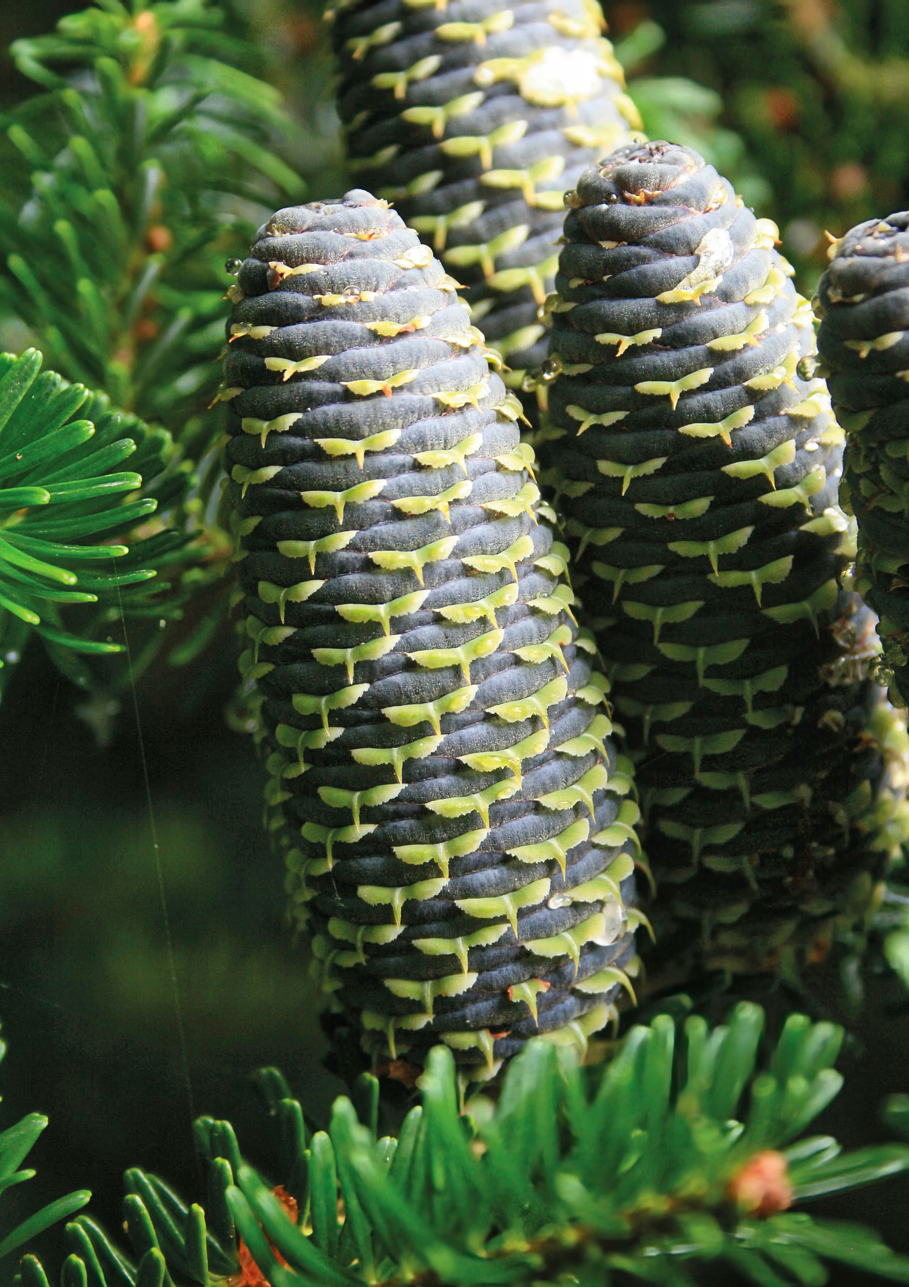 The beautiful and highly detailed cones of Abies koreana