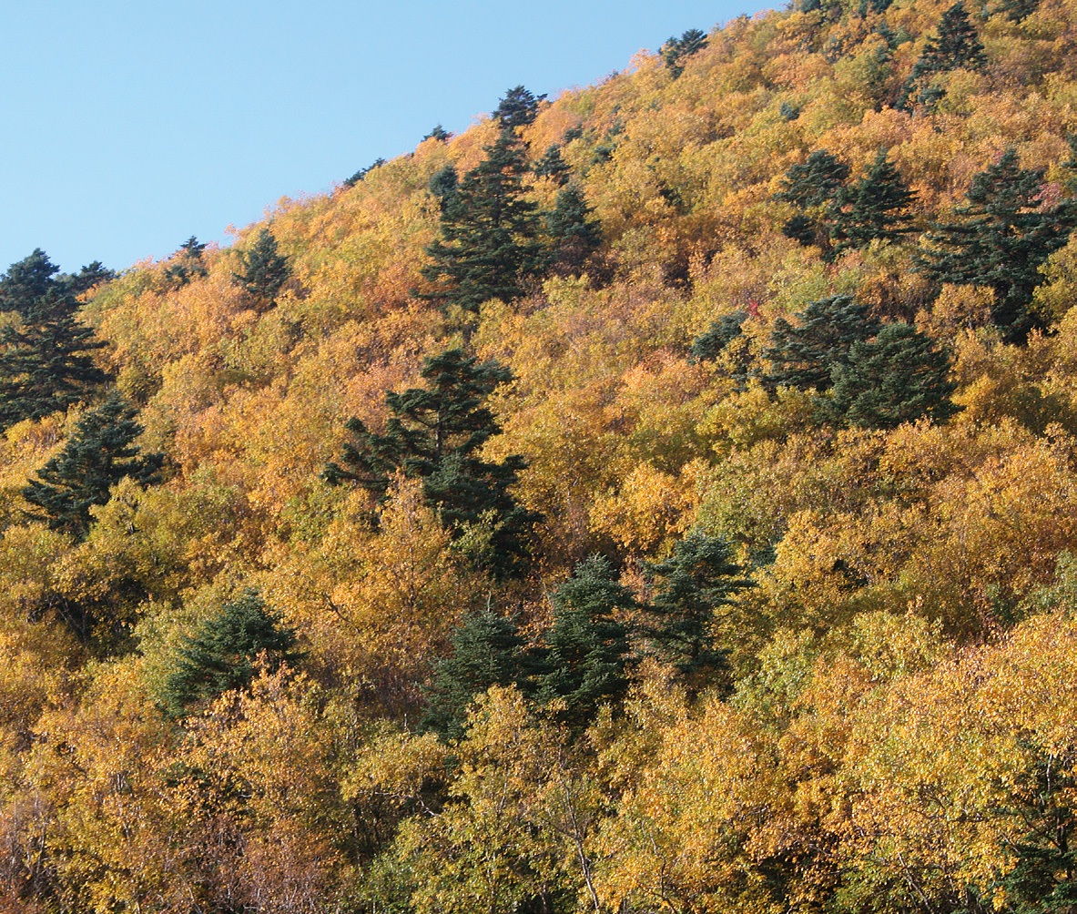 Abies fargesii in central China growing through the canopy of birches (Betula utilis) that have created suitable growing conditions for the firs to establish and develop well.