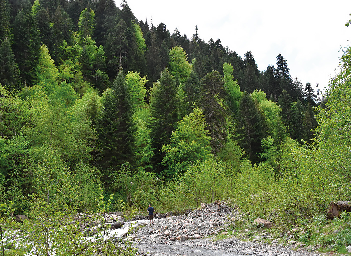 Abies fargesii in central China growing through the canopy of birches (Betula utilis) that have created suitable growing conditions for the firs to establish and develop well.