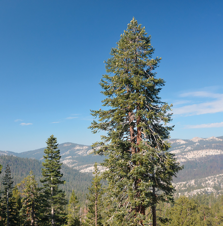 A solitary Abies procera in the Sierra Nevada, western USA.