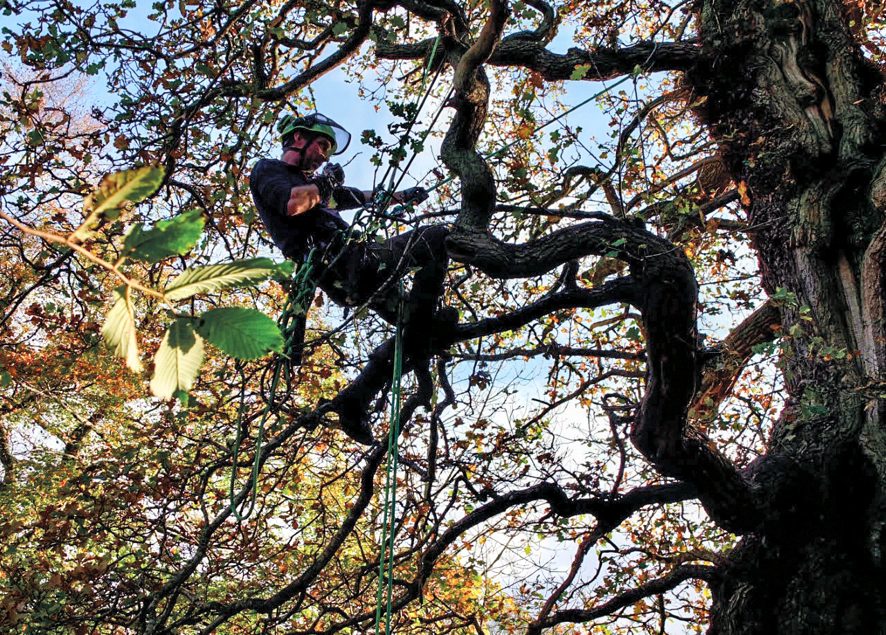 Demonstration of bat surveying techniques.