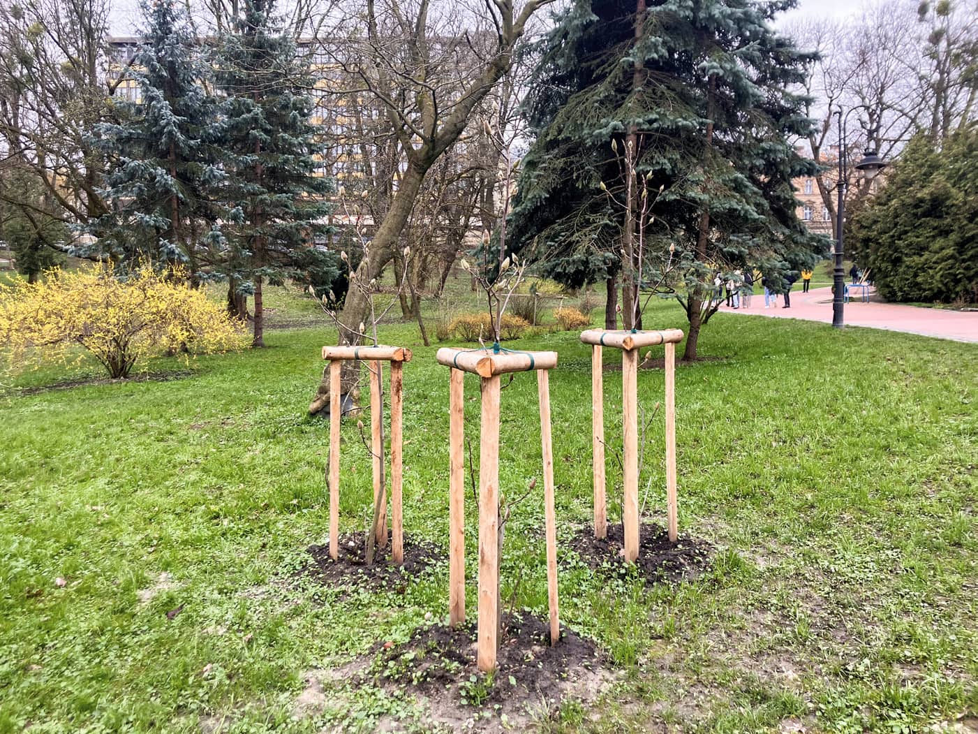 New tree planting at Ivan Franko Park, Lviv.