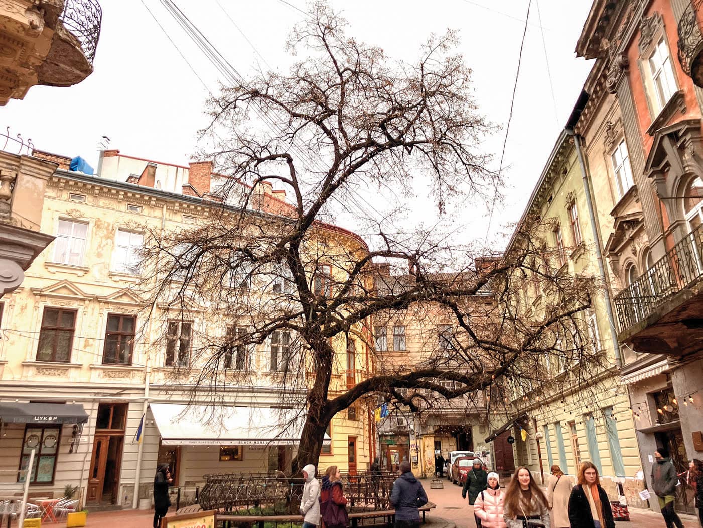 Lime tree in a square in Lviv.