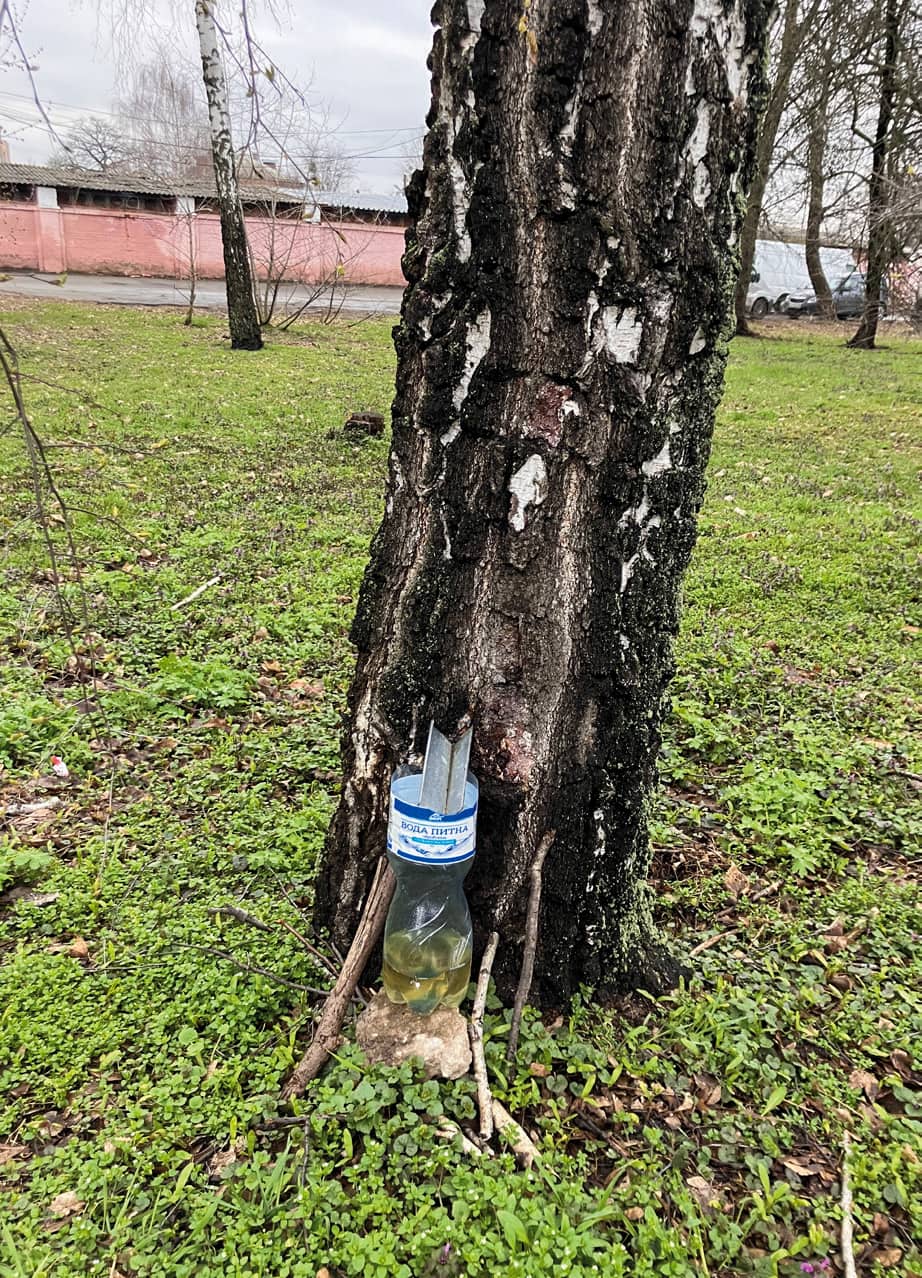 Birch tapping, Kyiv.