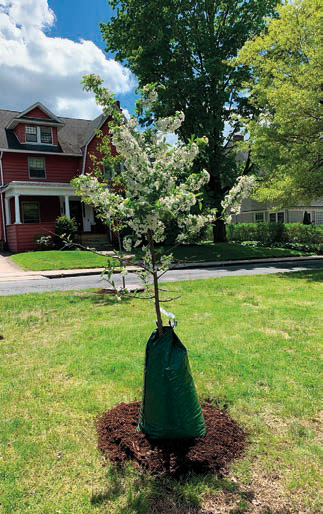 Gator bags may be placed and refilled by volunteers to facilitate urban tree watering. (photo: R. Harper)