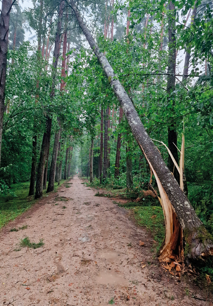 When the sky split the forest canopy