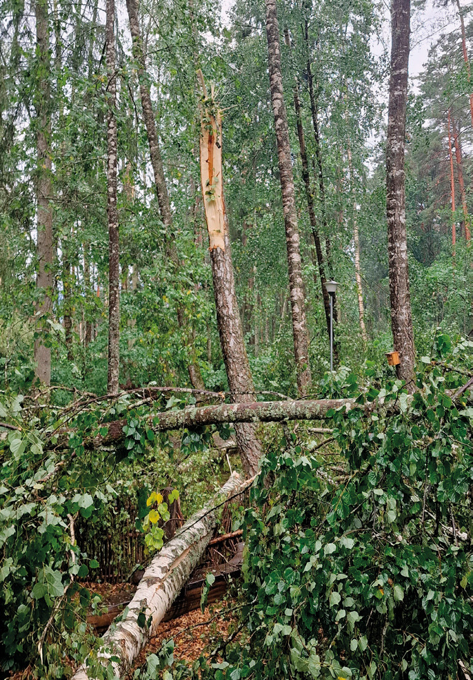 When the sky split the forest canopy