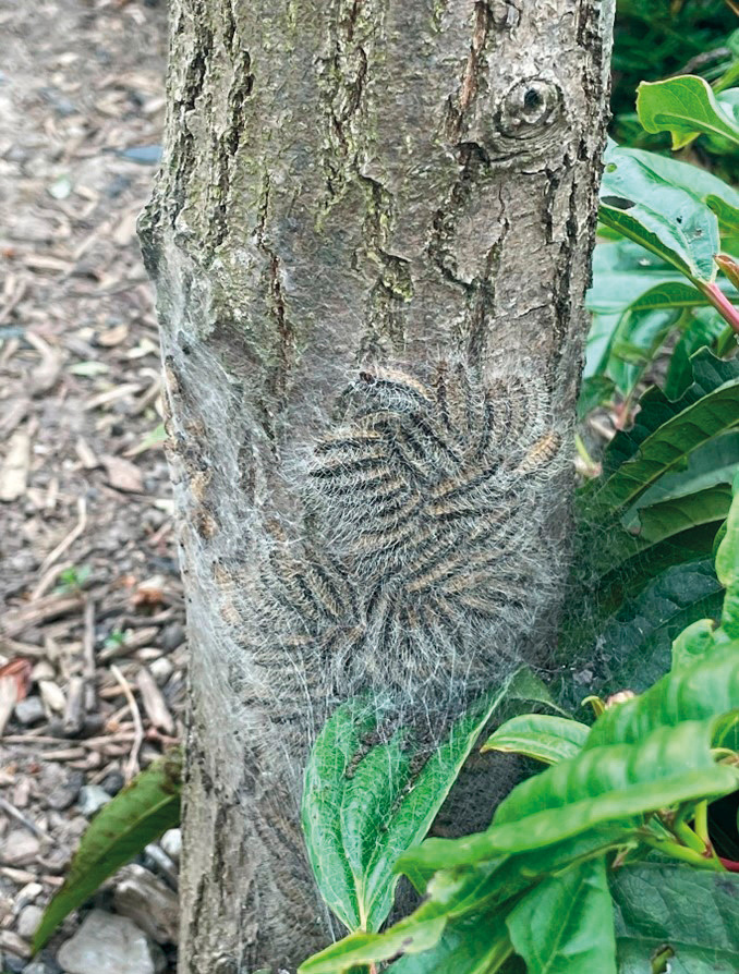 The oak processionary moth caterpillars discovered on one of the trees in Dublin 15.