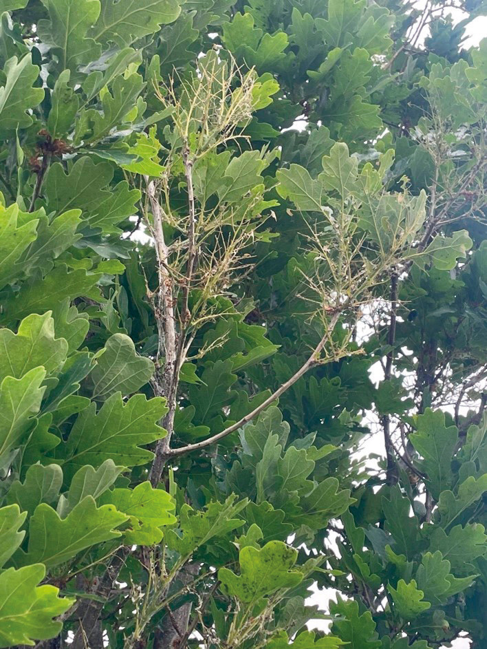 Defoliation caused by oak processionary moth.