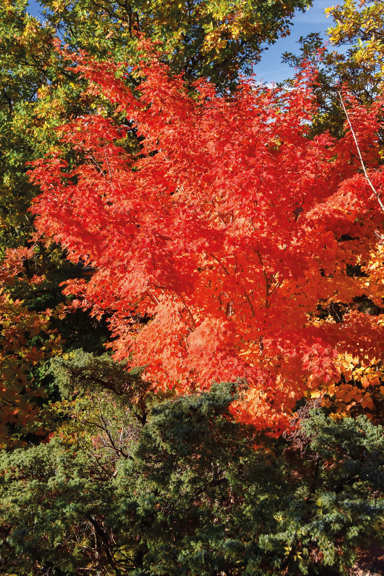 Arboricultural Association - The Plantsman’s Choice: Tschonoski’s maple