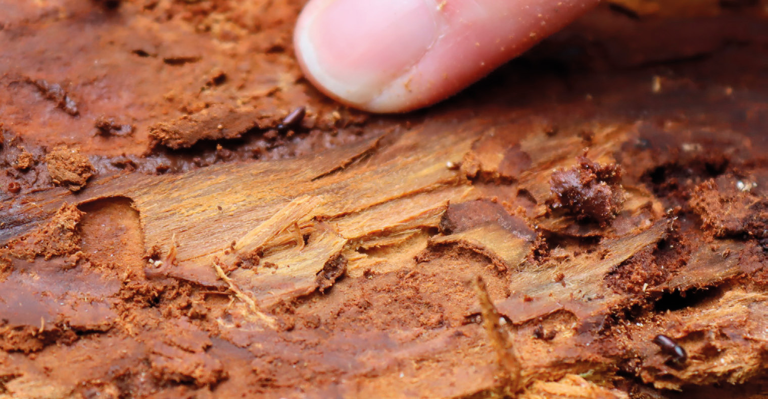 Rhizophagus grandis - biological control of the great spruce bark beetle (Dendroctonus micans). 