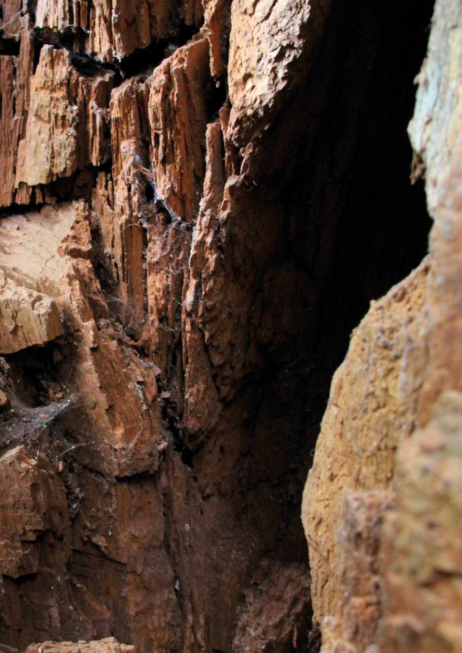 Brown rot present in one of the many standing monoliths at Clyne gardens.